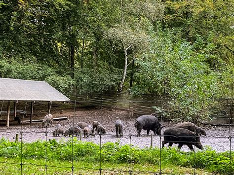 dyreparken aarhus|Oplev Marselisborg Dyrehave – Århus’ Smukke Dyrepark